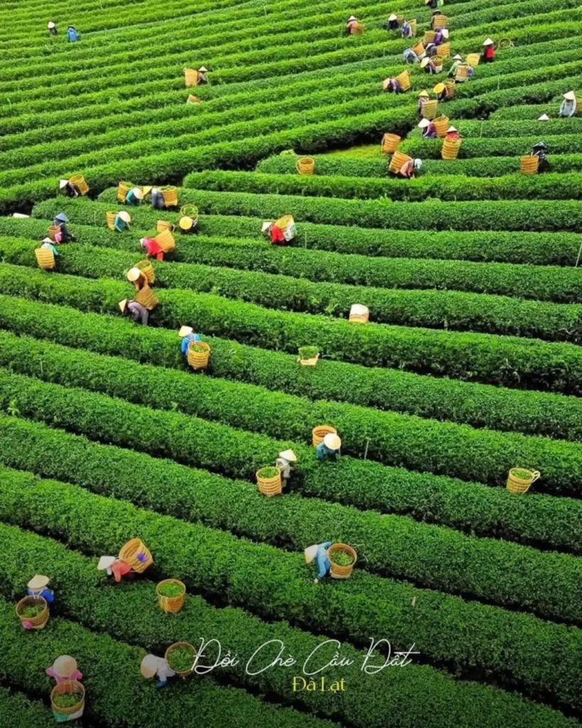 doi che cau dat 1 819x1024 3