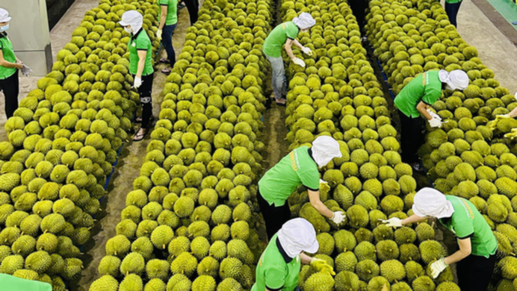 Nông sản Việt đang ngày càng khẳng định được vị thế trên thị trường xuất khẩu (Ảnh: Nguồn Internet)