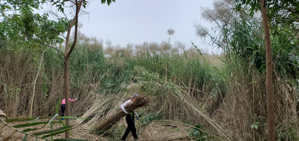 Ống hút cỏ sậy