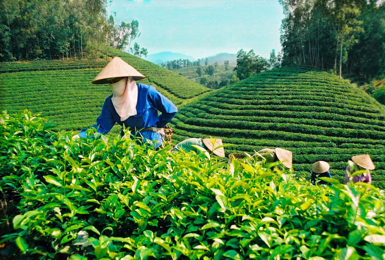 Đồi chè Lâm Đồng